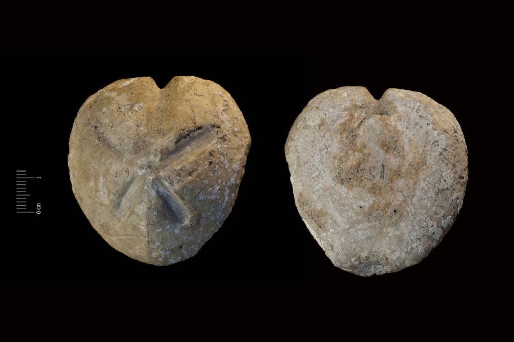 Fossile (invertebrato, teca di echinide, esemplare)