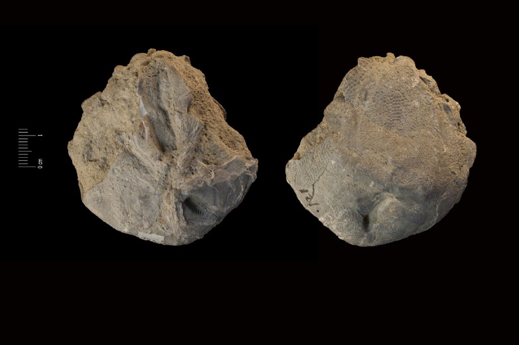Fossile (invertebrato, teca di echinide, esemplare)