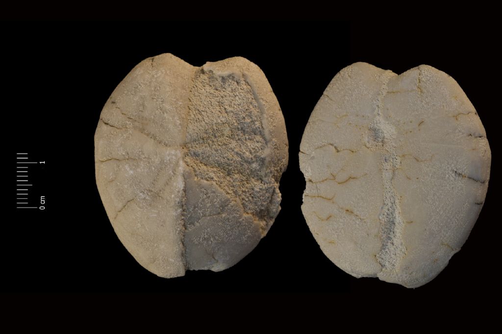 Fossile (invertebrato, teca di echinide, esemplare)