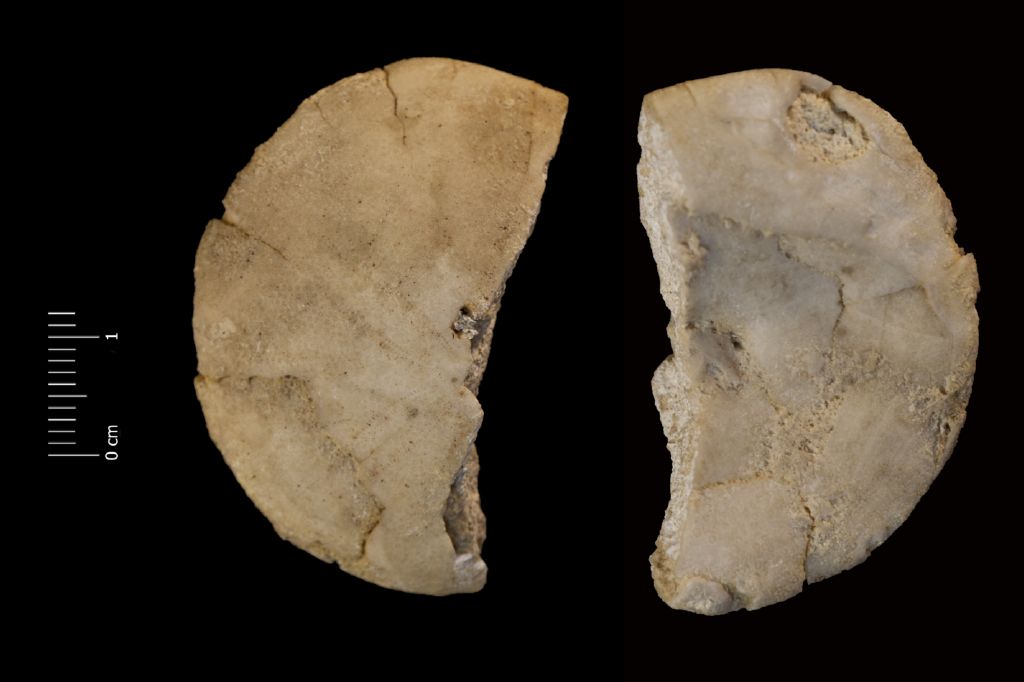 Fossile (invertebrato, teca di echinide, esemplare)