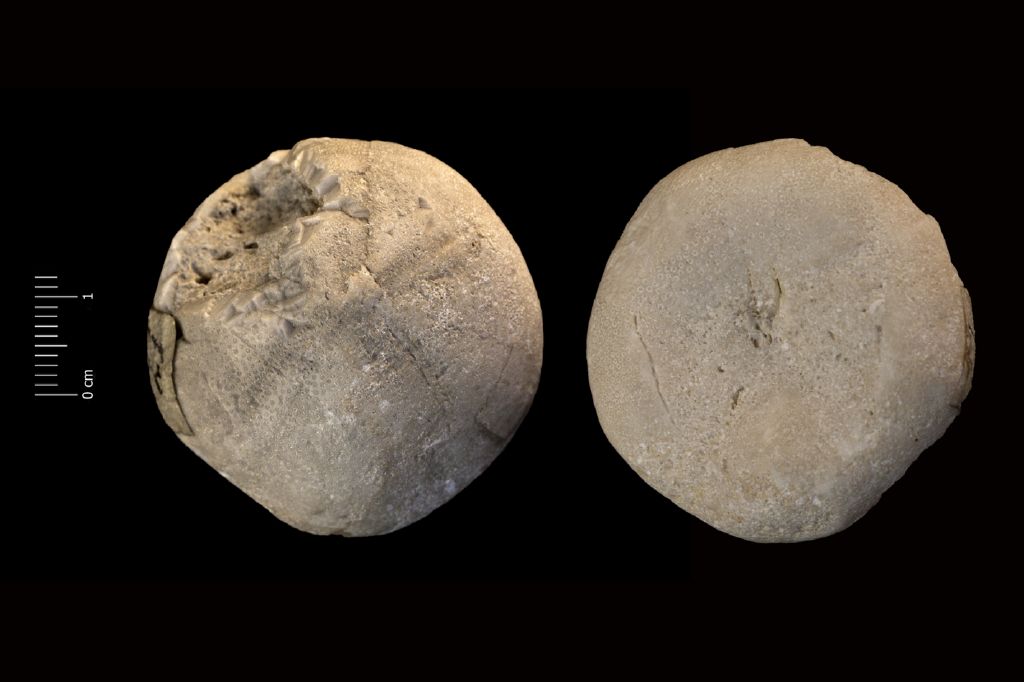 Fossile (invertebrato, teca di echinide, esemplare)