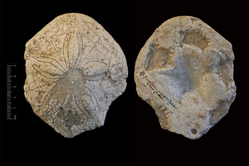Fossile (invertebrato, teca di echinide, esemplare)