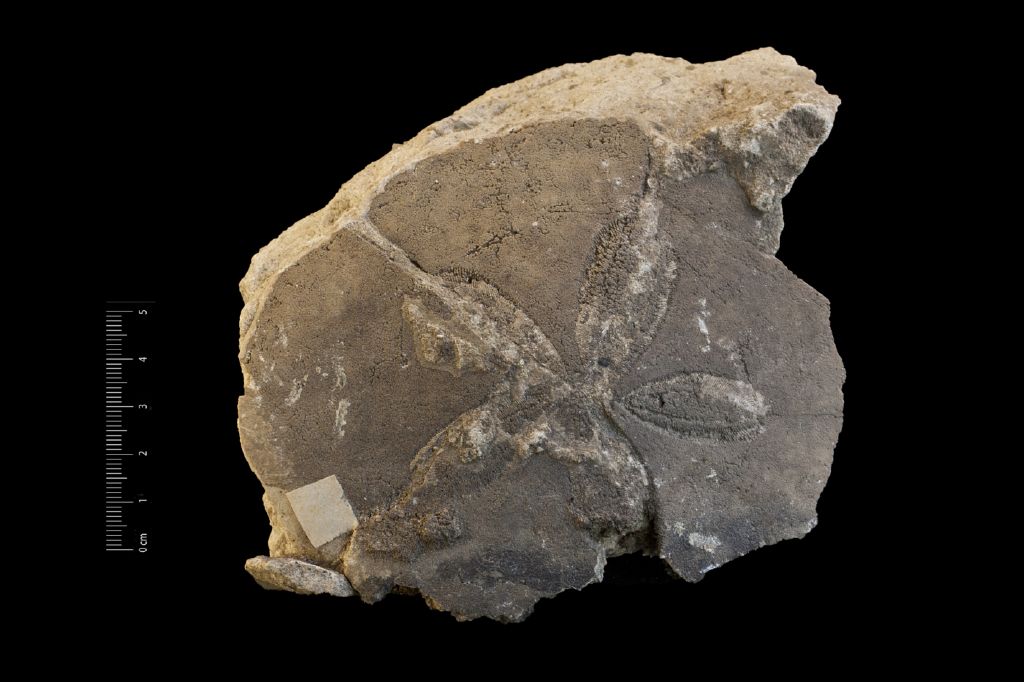 Fossile (invertebrato, teca di echinide, esemplare)
