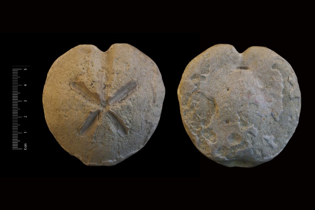 Fossile (invertebrato, teca di echinide, esemplare)