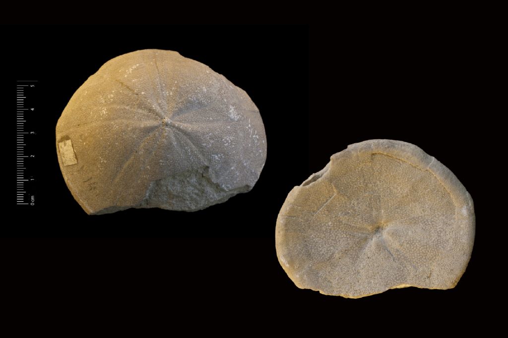 Fossile (invertebrato, teca di echinide, esemplare)