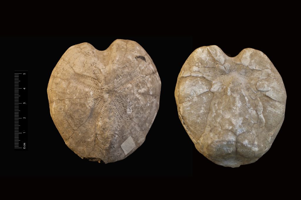 Fossile (invertebrato, teca di echinide, esemplare)