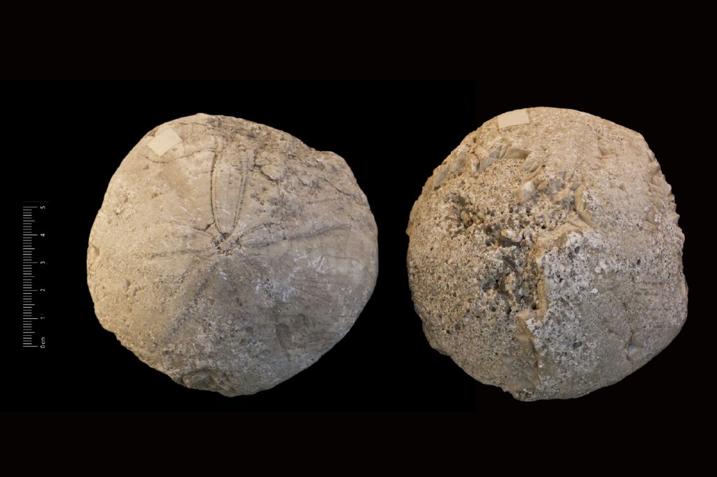 Fossile (invertebrato, teca di echinide, serie)