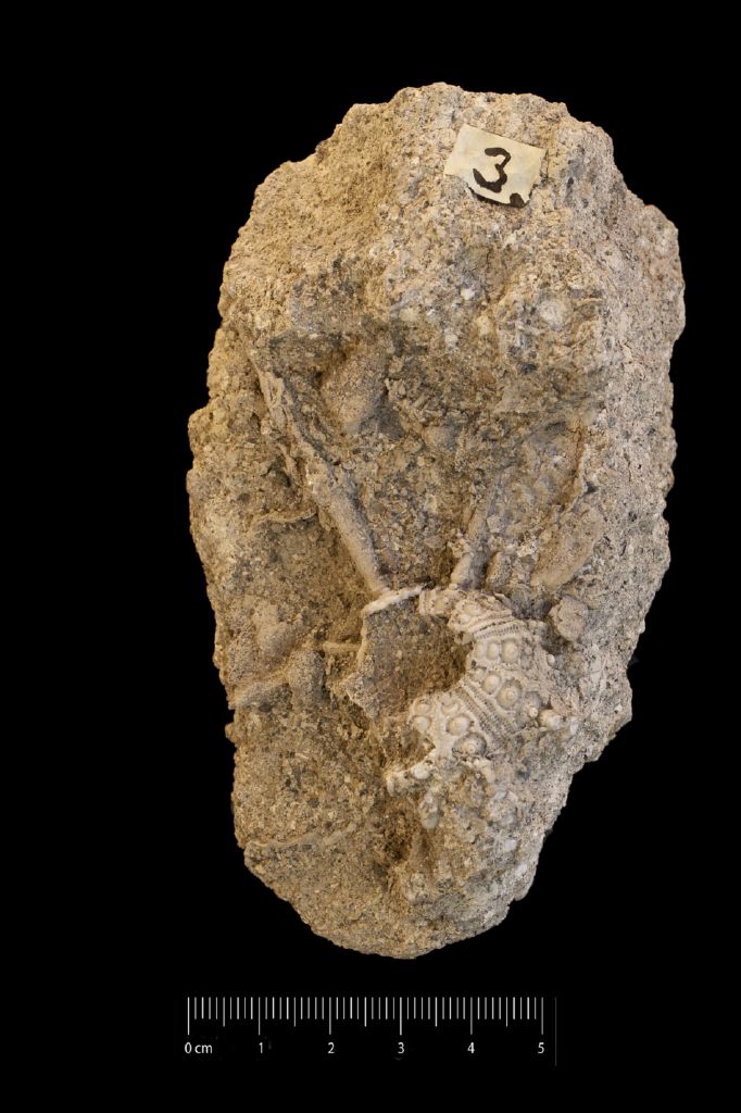 Fossile (invertebrato, teca di echinide, esemplare)