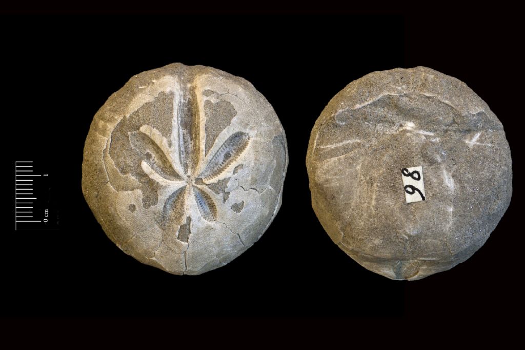 Fossile (invertebrato, teca di echinide, esemplare)