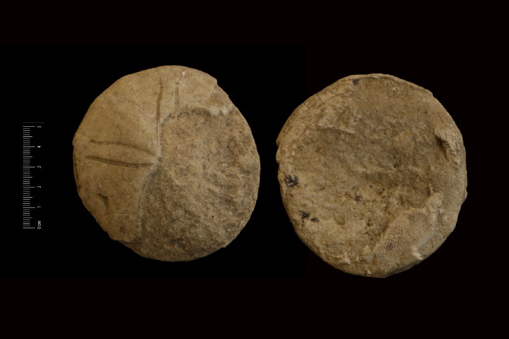 Fossile (invertebrato, teca di echinide, esemplare)
