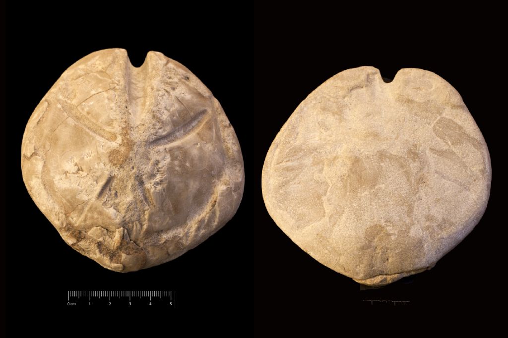 Fossile (invertebrato, teca di echinide, esemplare)