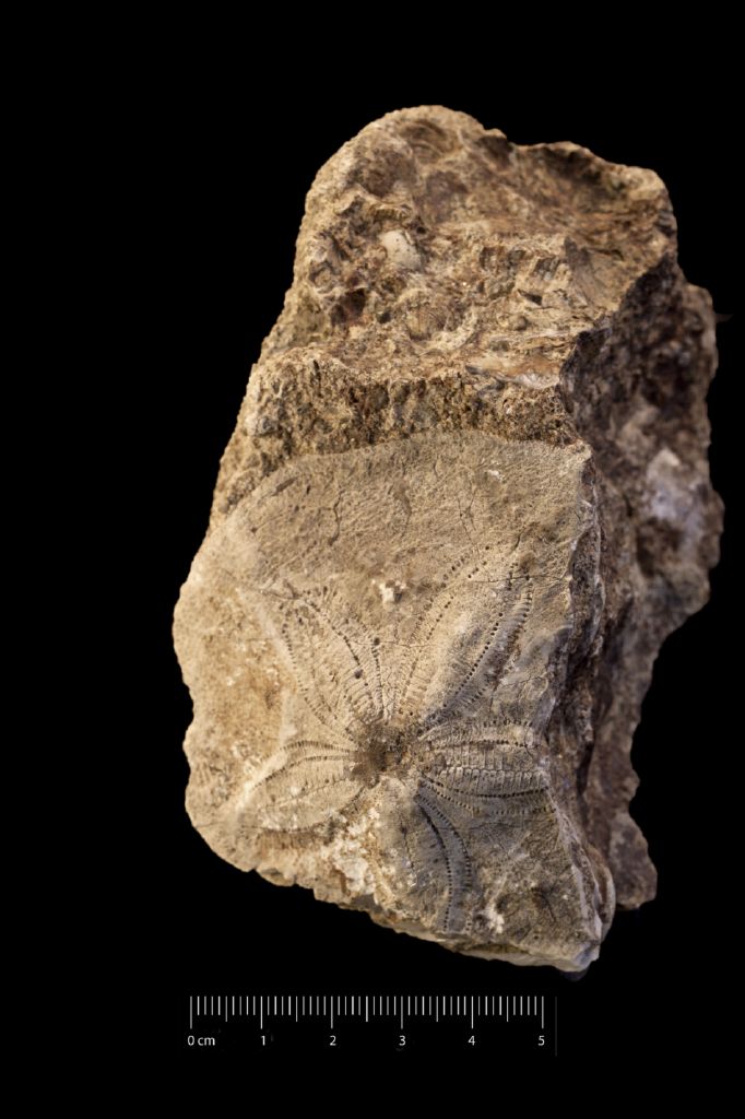 Fossile (invertebrato, associazione fossile)