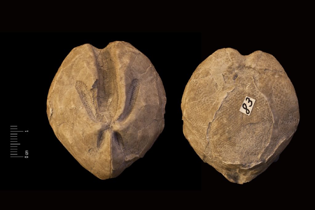 Fossile (invertebrato, teca di echinide, esemplare)