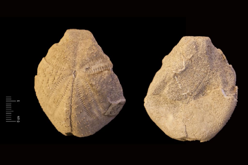 Fossile (invertebrato, teca di echinide, esemplare)