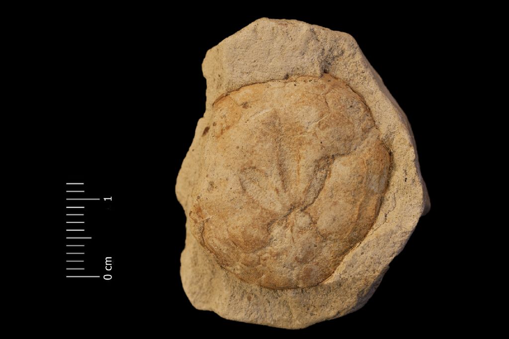 Fossile (invertebrato, teca di echinide, esemplare)