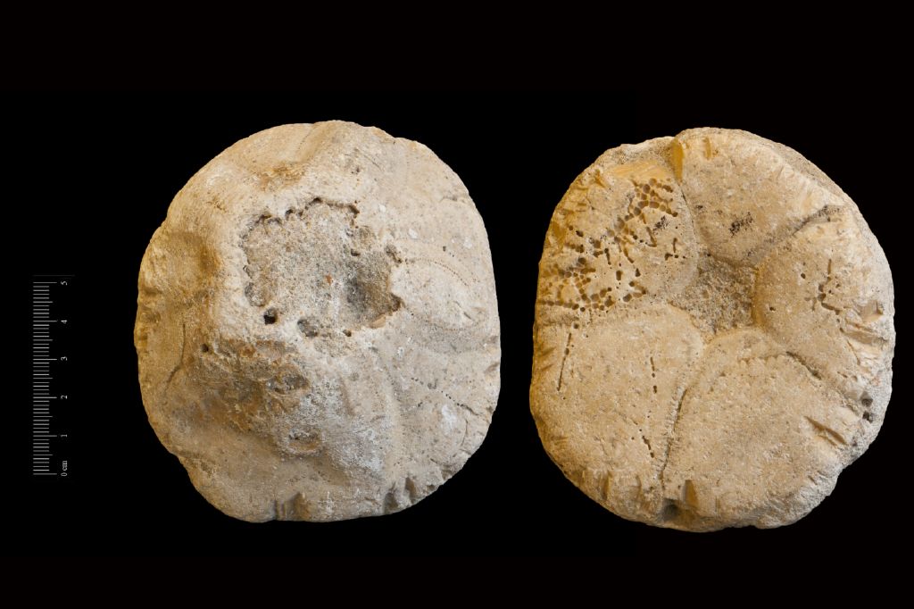 Fossile (invertebrato, teca di echinide, esemplare)