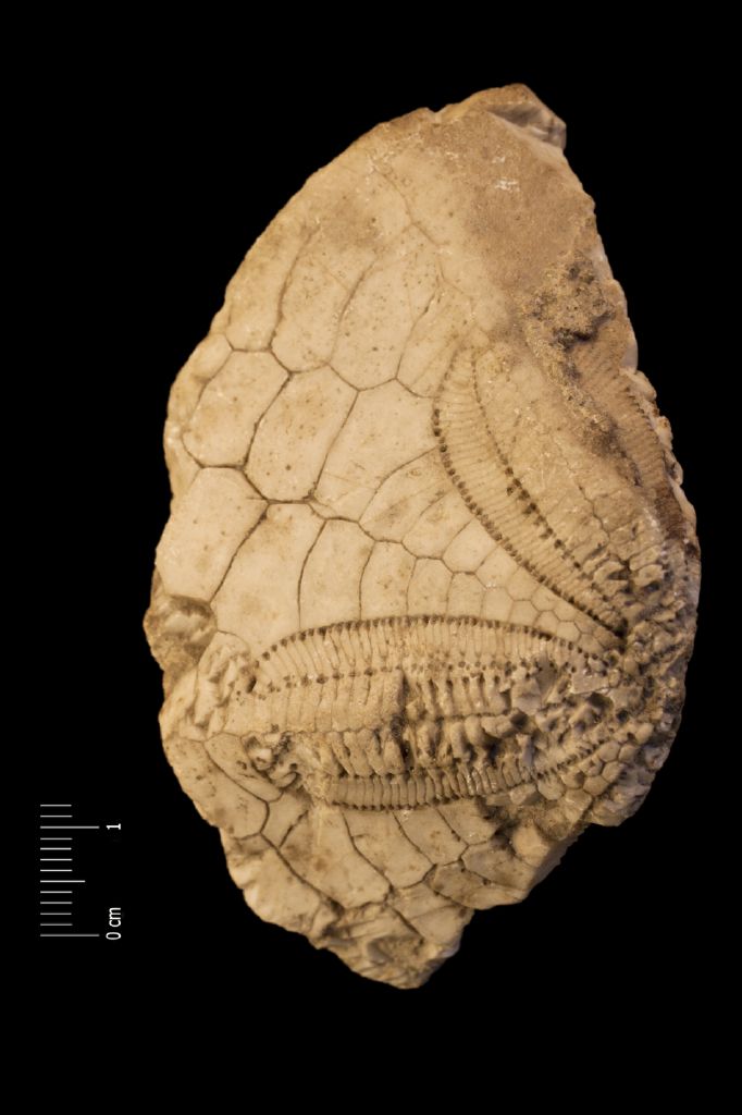 Fossile (invertebrato, teca di echinide, esemplare)