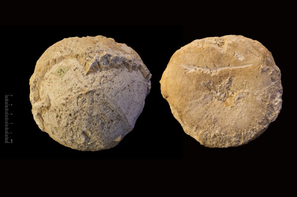 Fossile (invertebrato, teca di echinide, esemplare)