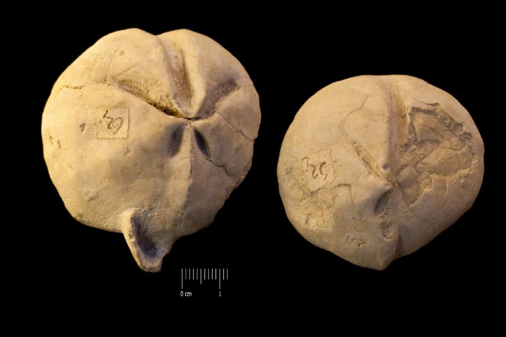 Fossile (invertebrato, teca di echinide, serie)