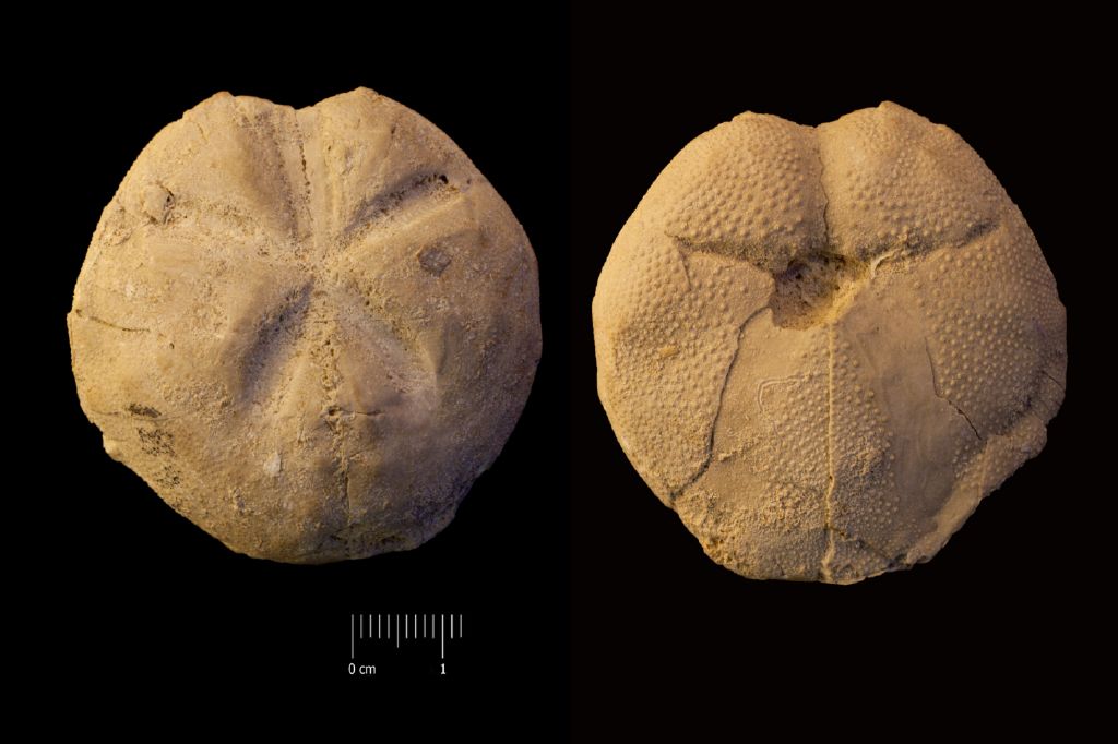 Fossile (invertebrato, teca di echinide, esemplare)