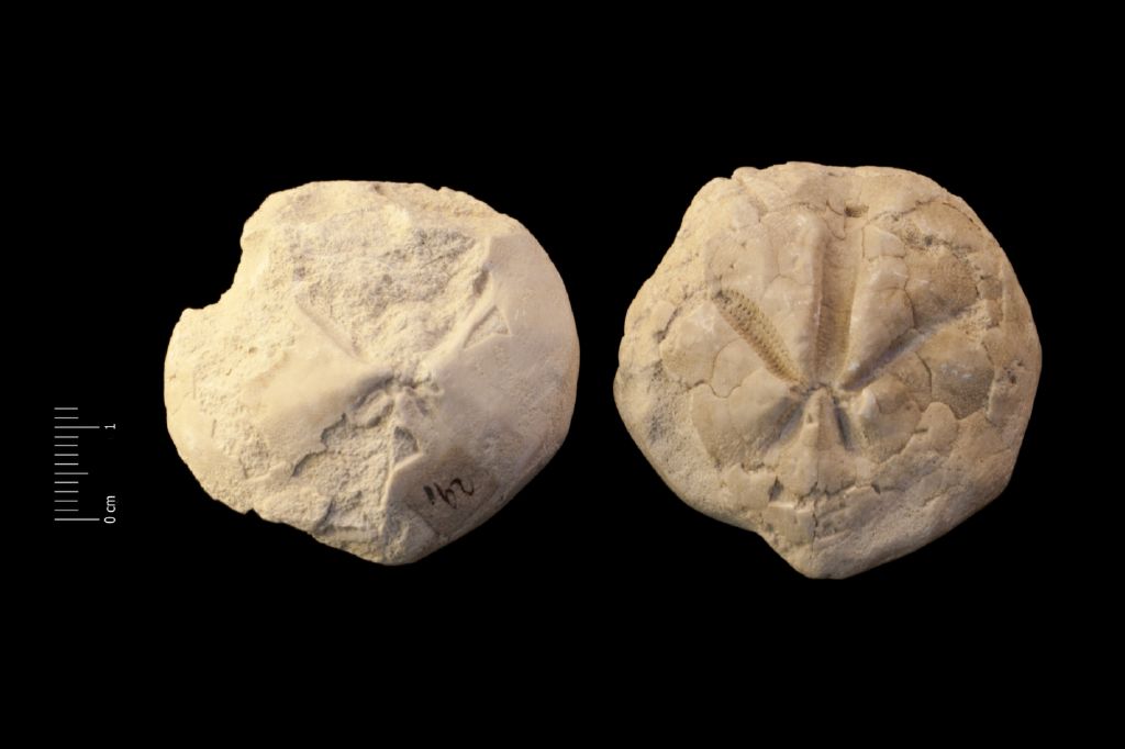 Fossile (invertebrato, teca di echinide, serie)
