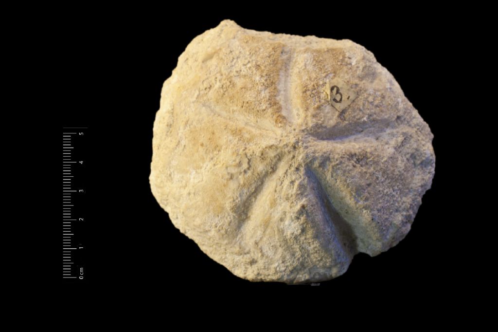 Fossile (invertebrato, teca di echinide, esemplare)