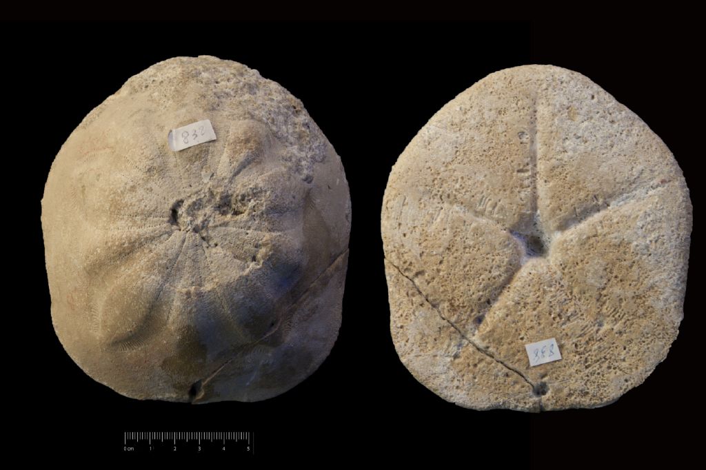 Fossile (invertebrato, teca di echinide, esemplare)