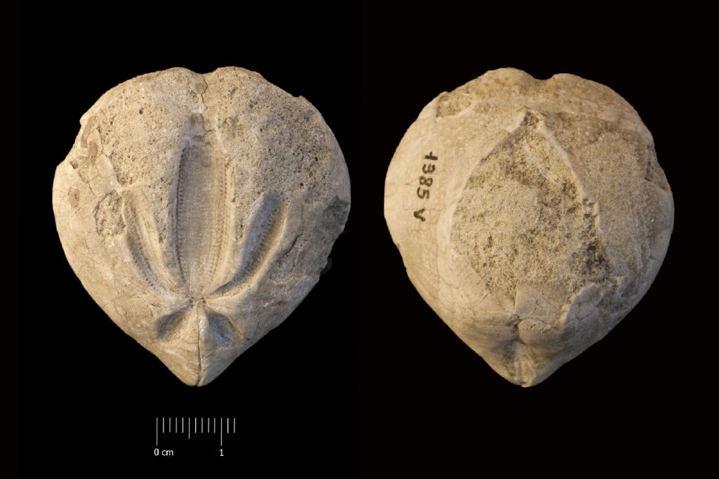 Fossile (invertebrato, teca di echinide, esemplare)