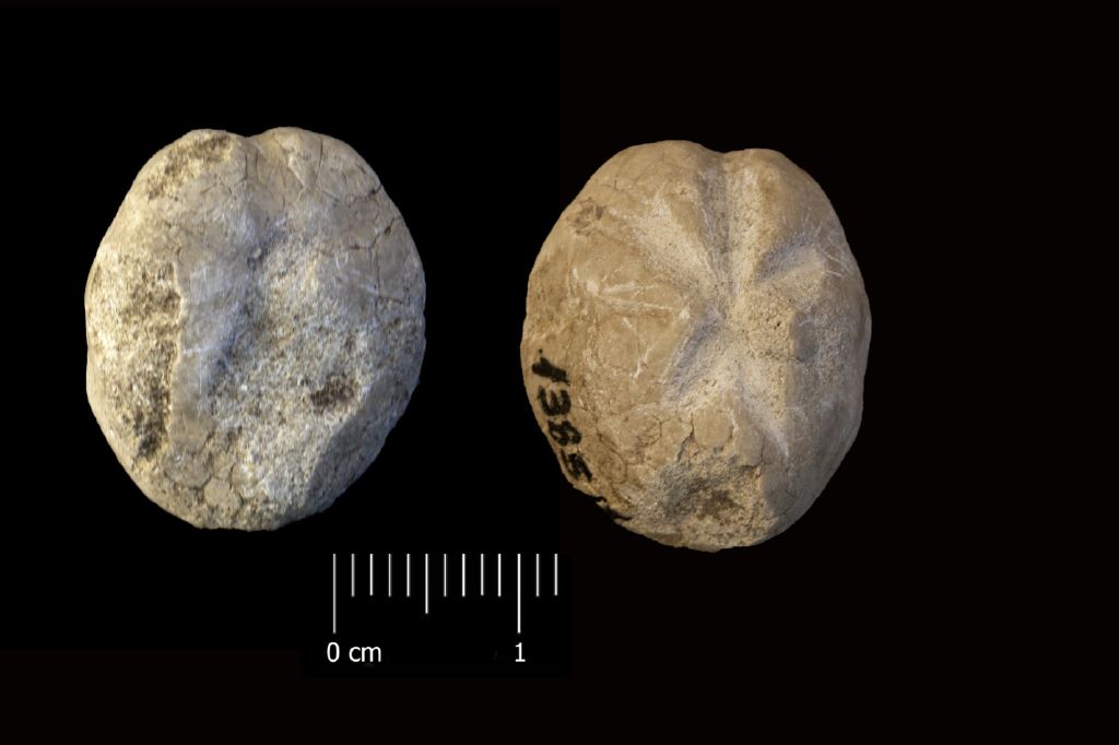 Fossile (invertebrato, teca di echinide, esemplare)