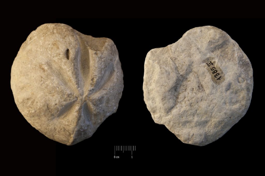 Fossile (invertebrato, teca di echinide, esemplare)