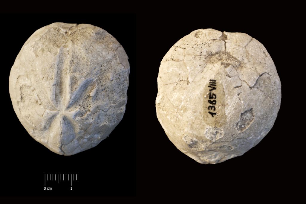 Fossile (invertebrato, teca di echinide, esemplare)
