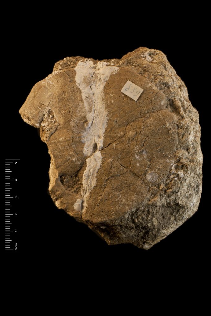 Fossile (invertebrato, teca di echinide, esemplare)