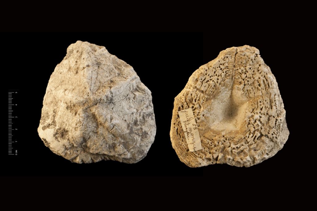 Fossile (invertebrato, teca di echinide, esemplare)