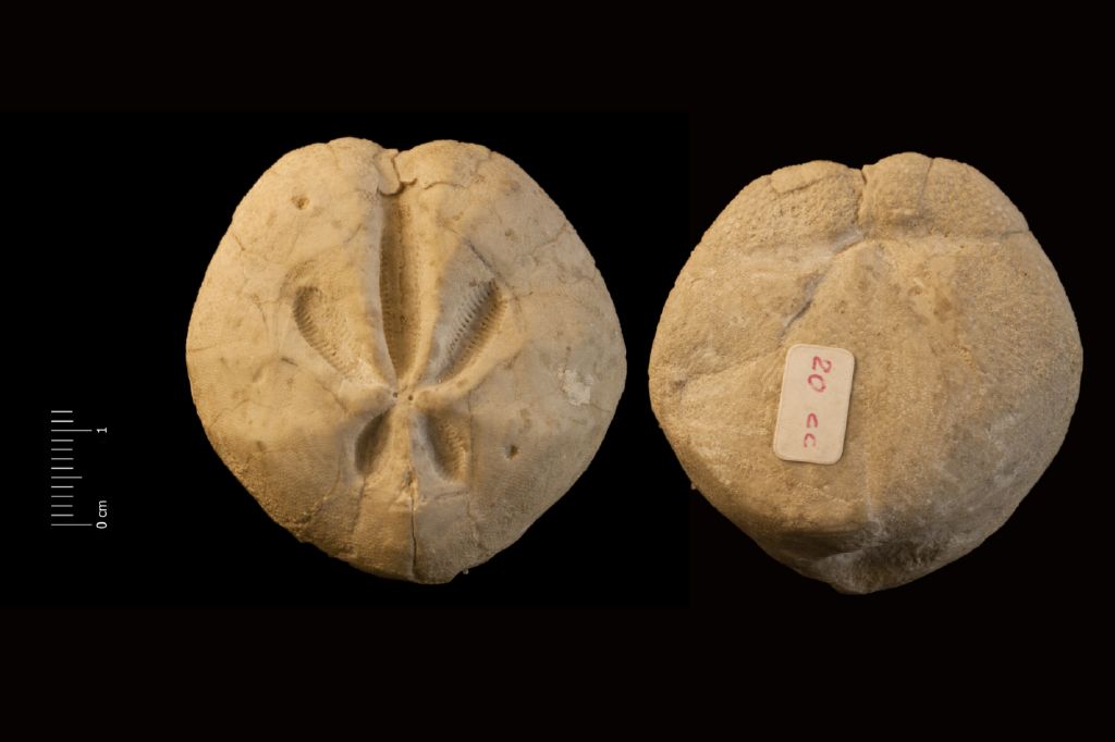 Fossile (invertebrato, teca di echinide, esemplare)