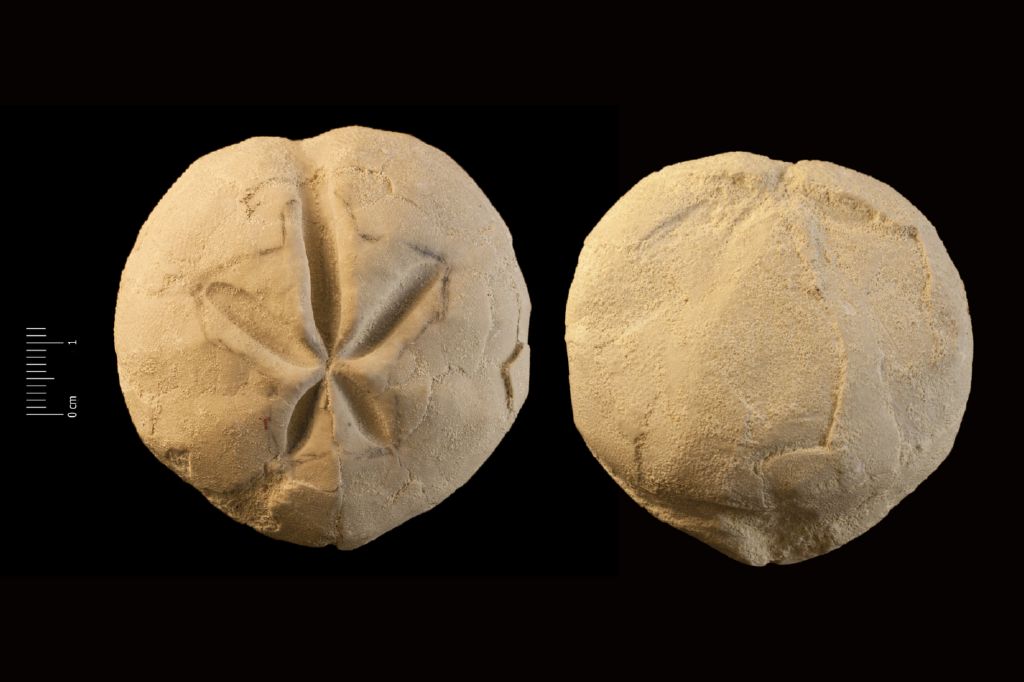Fossile (invertebrato, teca di echinide, esemplare)