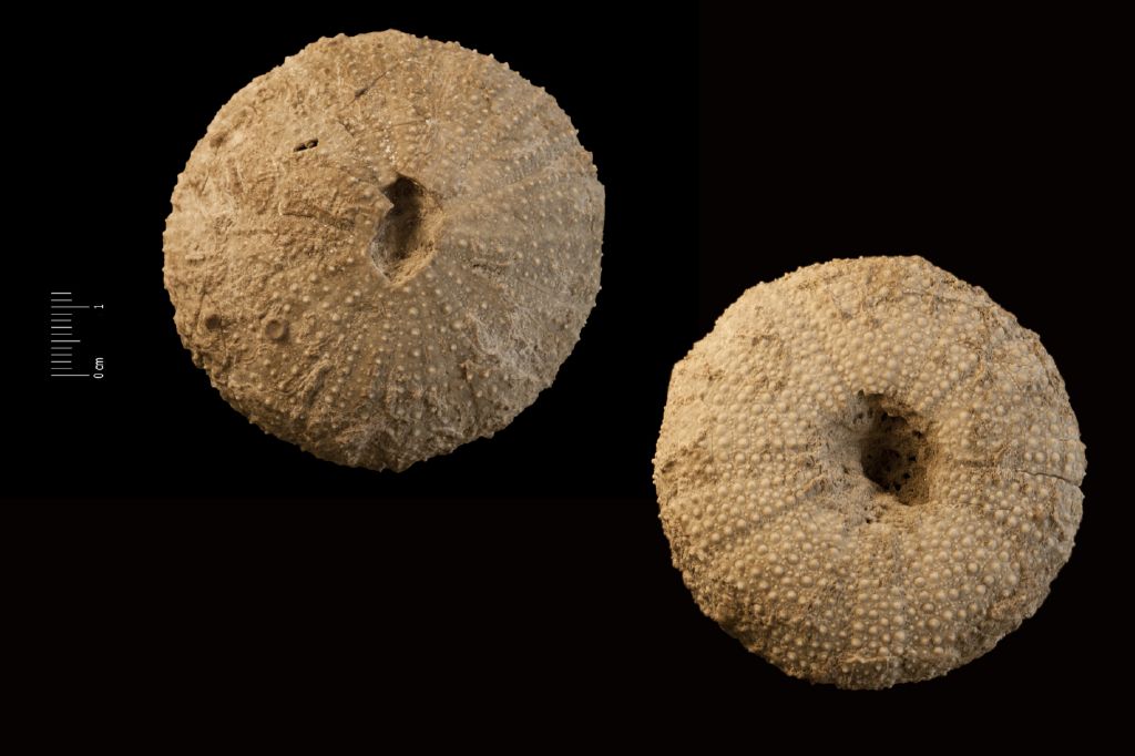 Fossile (invertebrato, teca di echinide, esemplare)
