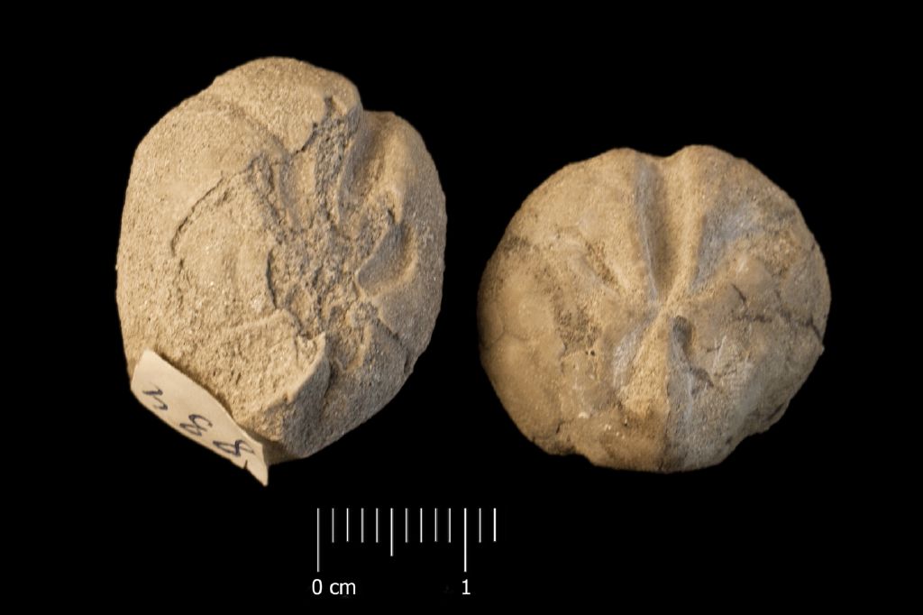 Fossile (invertebrato, teca di echinide, serie)