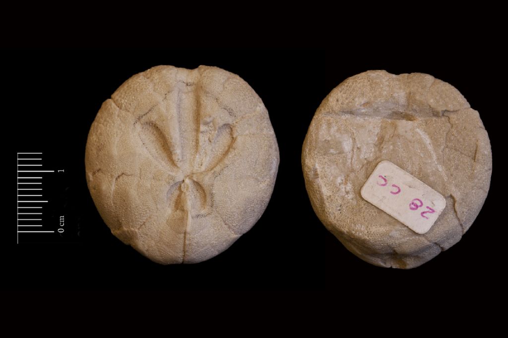 Fossile (invertebrato, teca di echinide, esemplare)