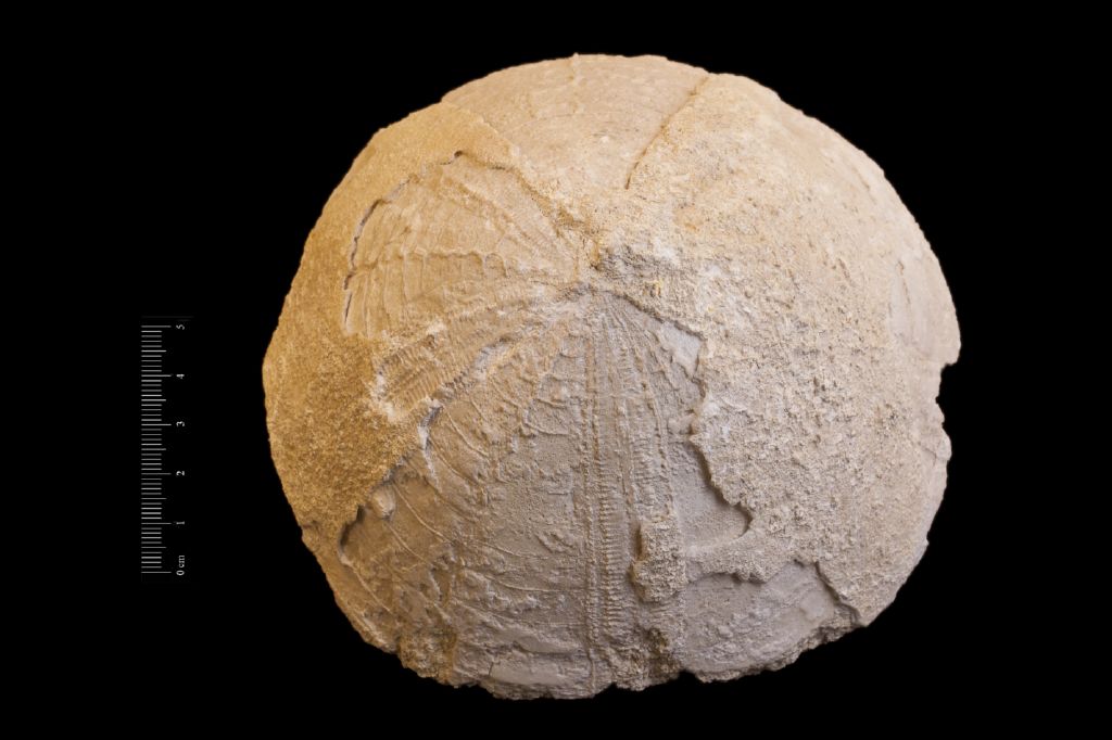 Fossile (invertebrato, teca di echinide, esemplare)