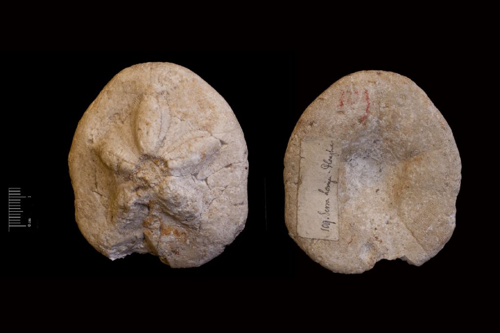 Fossile (invertebrato, teca di echinide, esemplare)