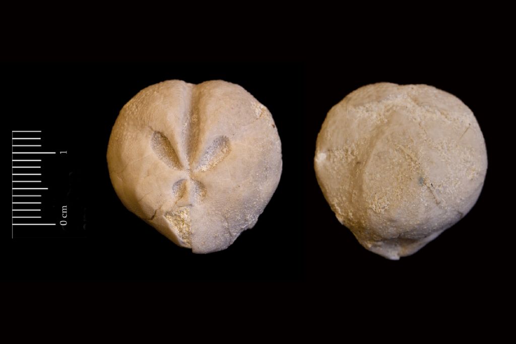 Fossile (invertebrato, teca di echinide, esemplare)