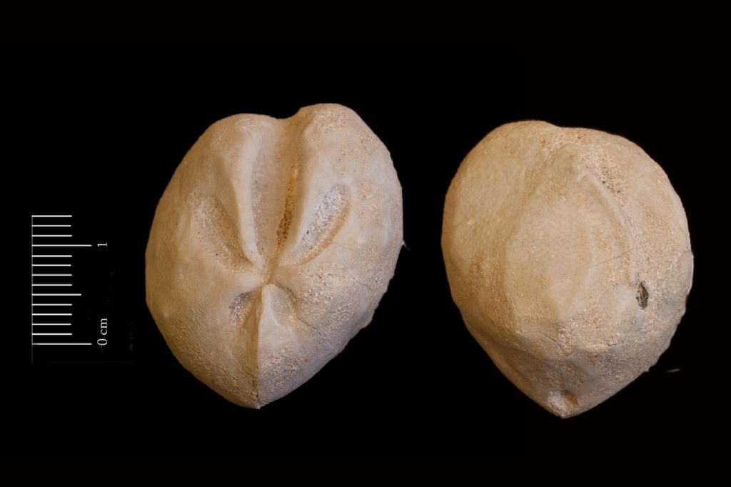 Fossile (invertebrato, teca di echinide, esemplare)