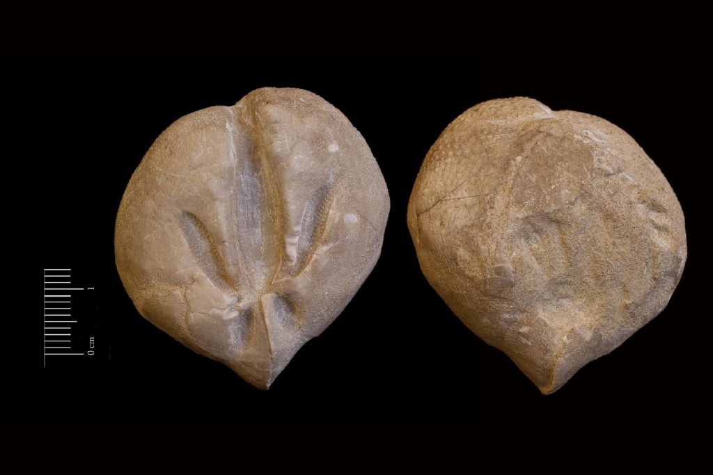 Fossile (invertebrato, teca di echinide, esemplare)