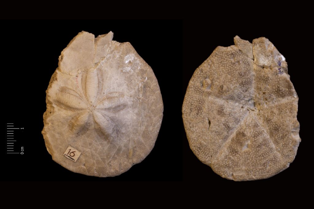 Fossile (invertebrato, teca di echinide, esemplare)