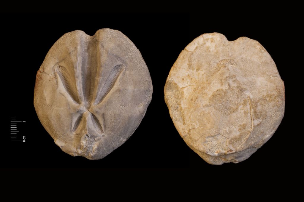 Fossile (invertebrato, teca di echinide, esemplare)