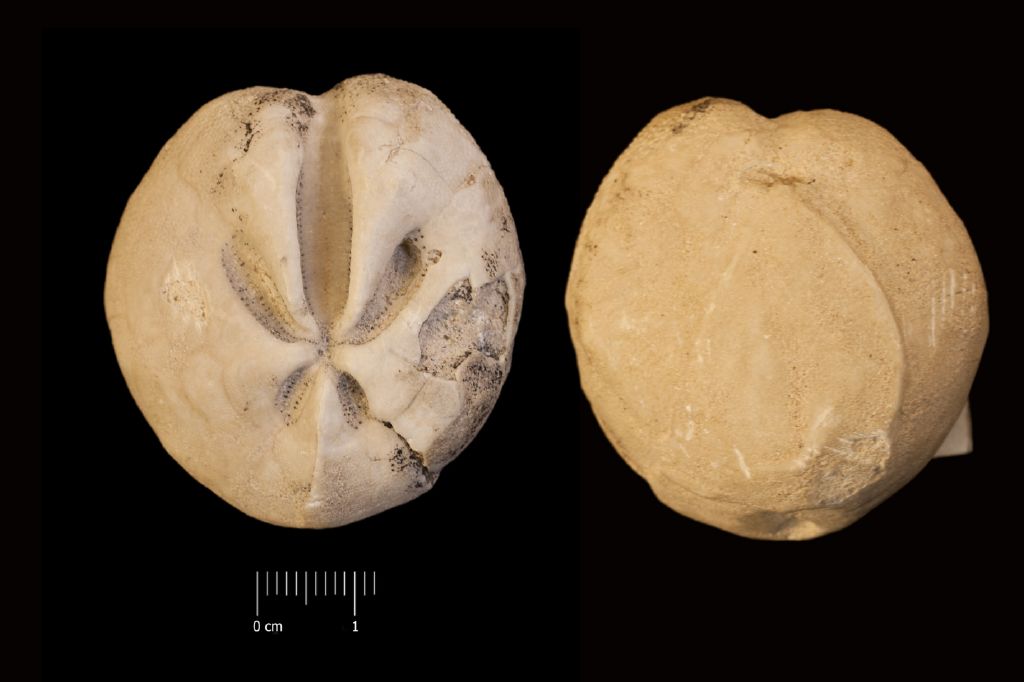 Fossile (invertebrato, teca di echinide, esemplare)