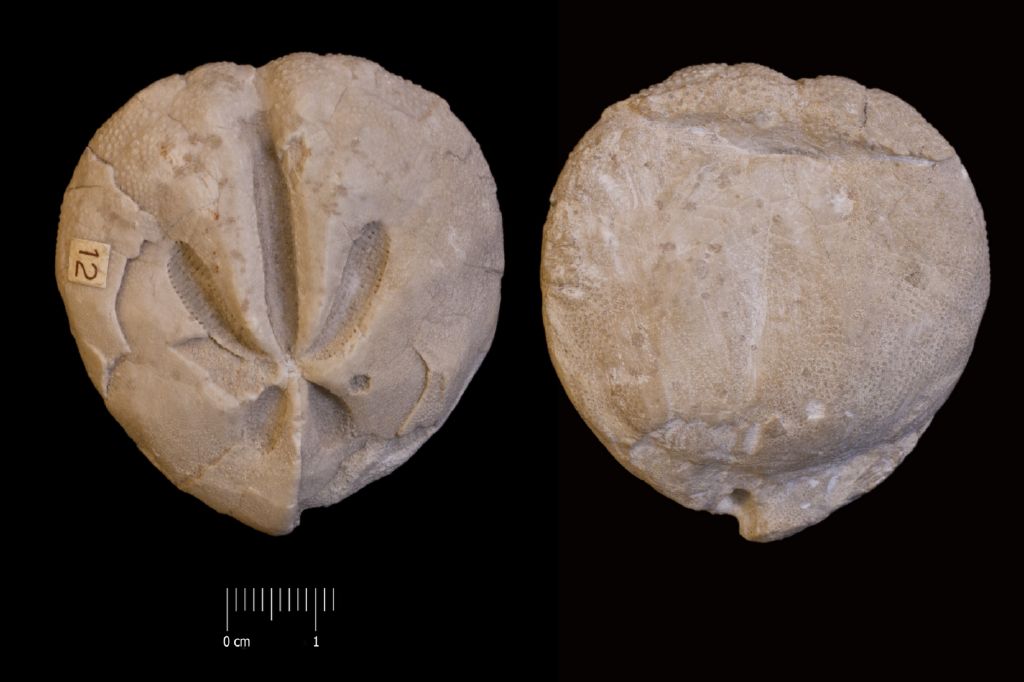 Fossile (invertebrato, teca di echinide, esemplare)