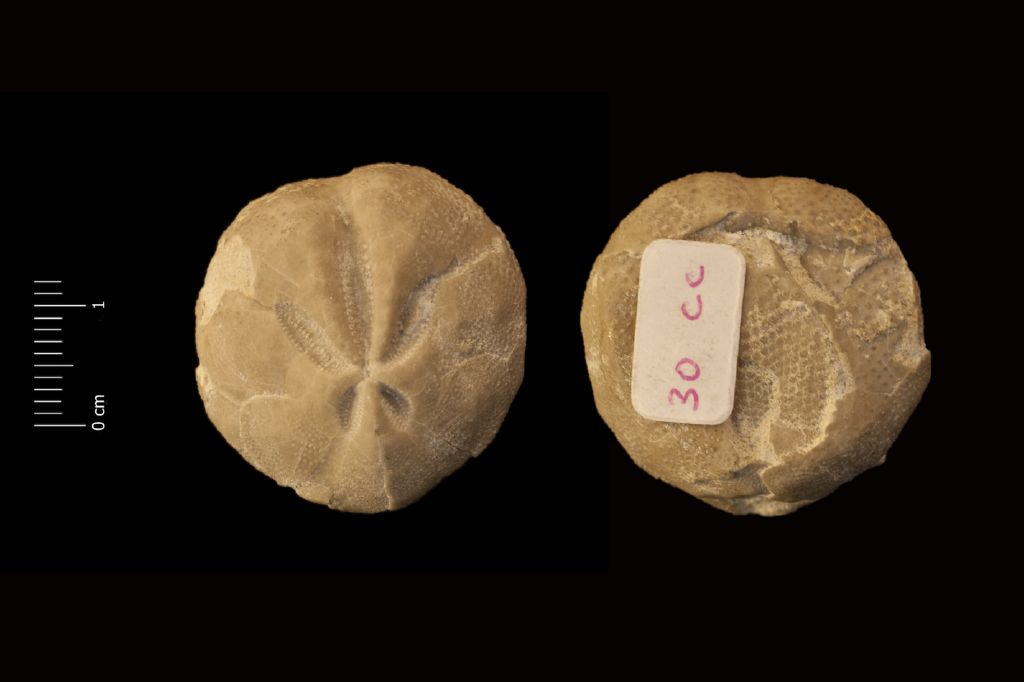 Fossile (invertebrato, teca di echinide, esemplare)