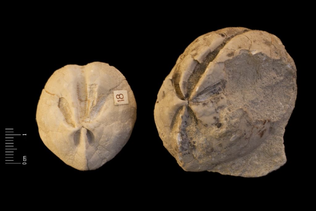 Fossile (invertebrato, teca di echinide, serie)
