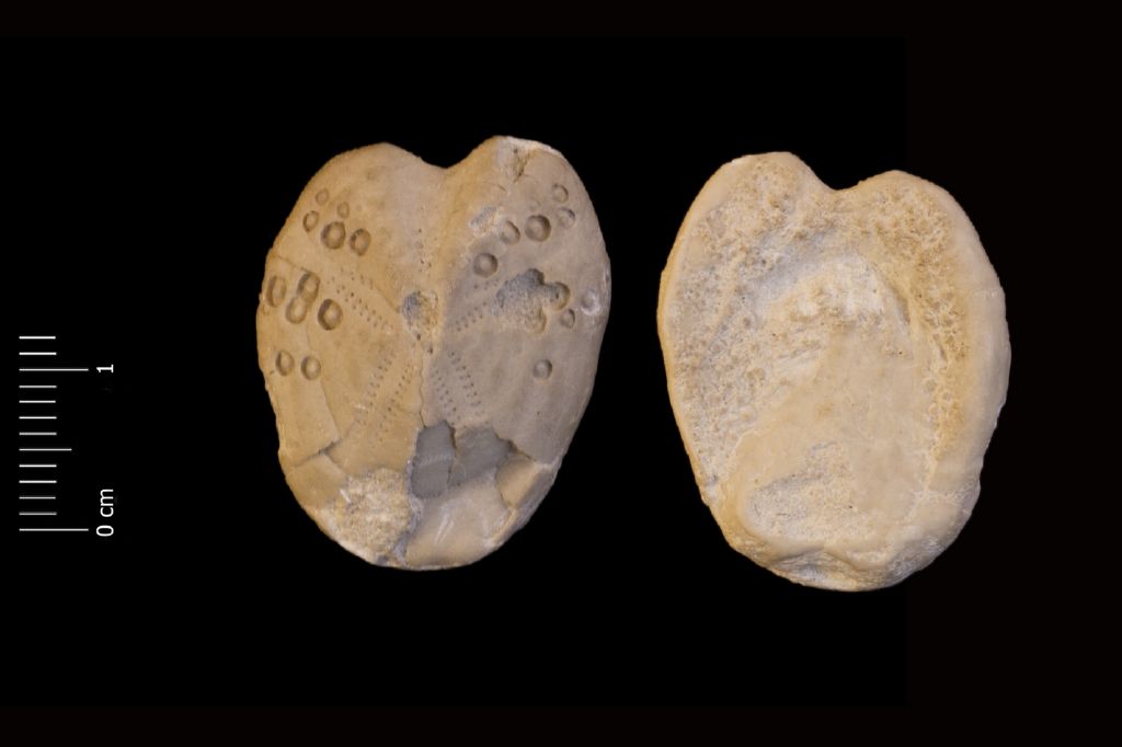 Fossile (invertebrato, teca di echinide, esemplare)